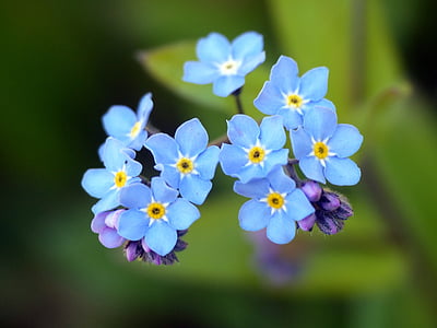flower, forget me not, blossom, bloom, blue, pointed flower, wild flower