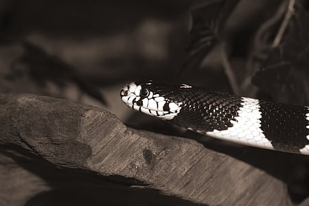 California getula, natter catena, serpente, re serpente, Lampropeltis getula californiae, bianco e nero, fasciato