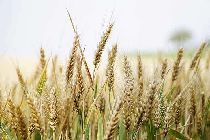 wheat, wheat field, cornfield, summer, cereals, spike, grain