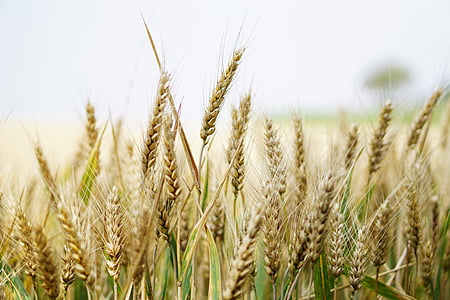 pšenice, pšeničné pole, kukuřičné pole, léto, obiloviny, špička, zrno