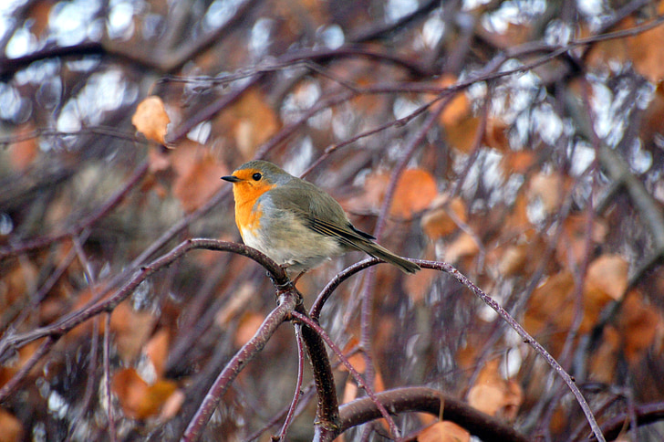 Robin, životinje, priroda, ptica