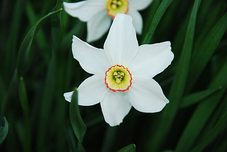 květ, květ, bílá, květinové, Bloom, jaro, Příroda