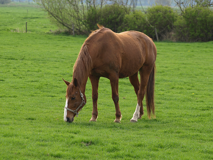 con ngựa, màu nâu, Meadow, ăn cỏ, màu xanh lá cây