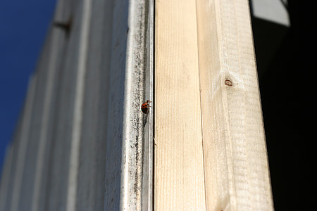 Ladybug, døren, Metal, ramme