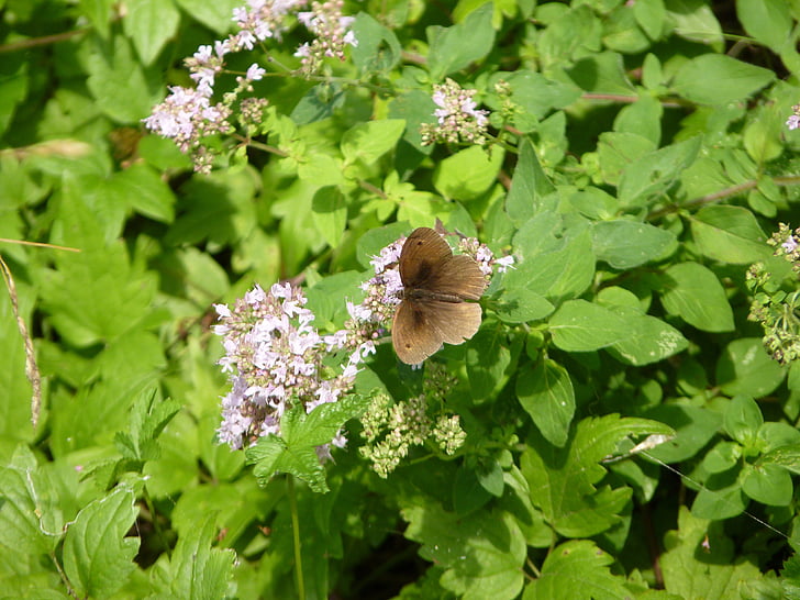 Prado color marrón, mariposa, insectos, marrón