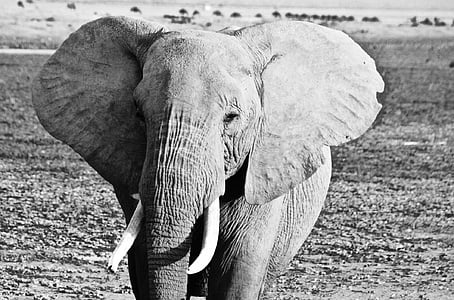 Kenia, olifant, Amboseli