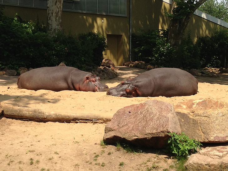 zoo, hippos, germany