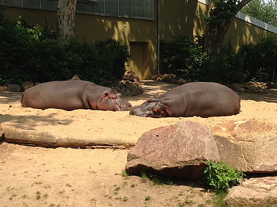 Parque zoológico, hipopótamos, Alemania