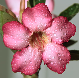 flower, pink, drops, rain, macro, pretty, plant