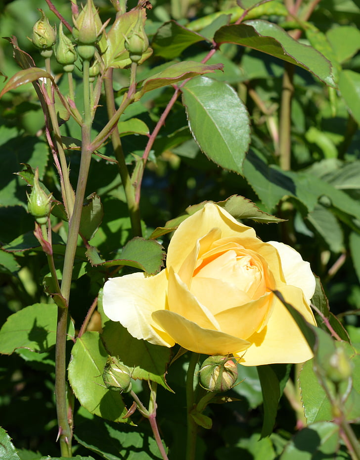 Rózsa, Rózsa üvegházhatású, Blossom, Bloom, virág, Rózsafélék (Rosaceae), kert