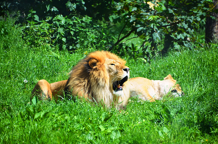 lev, divje živali, živali, spanja, zehanje, lev - mačji, prosto živeče živali