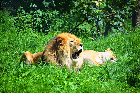 lejon, vilda djur, djur, sömn, gäspning, Lion - feline, vilda djur