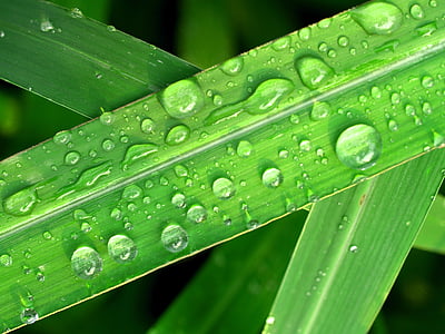 wody, krople, liść, trawa, zielony, rosy, deszcz