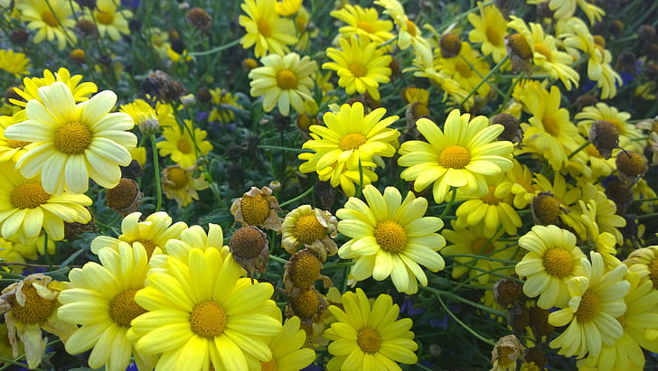 žuta, cvijet, svijetle, priroda, cvijet, biljka, jesen