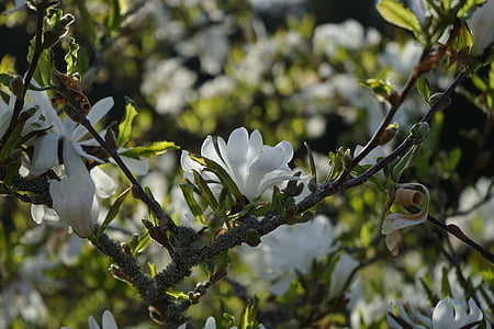 bintang magnolie, Magnolia, Blossom, mekar, putih, hias, tanaman hias