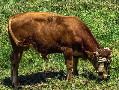krowa, brązowy, zwierząt, ładny, zwierzęta gospodarskie, ssak, Rolnictwo