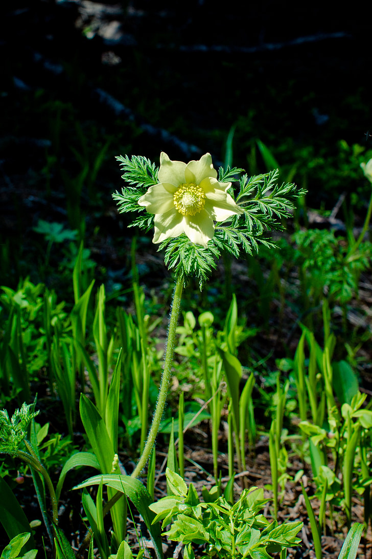 alpina de pulsatilla amarillo, pasqueflower, flor de Pascua, anémona de azufre, amarillo, ulsatilla alpina, flor