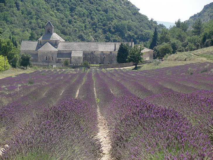 france, south, holiday, lavender, field, purple, church