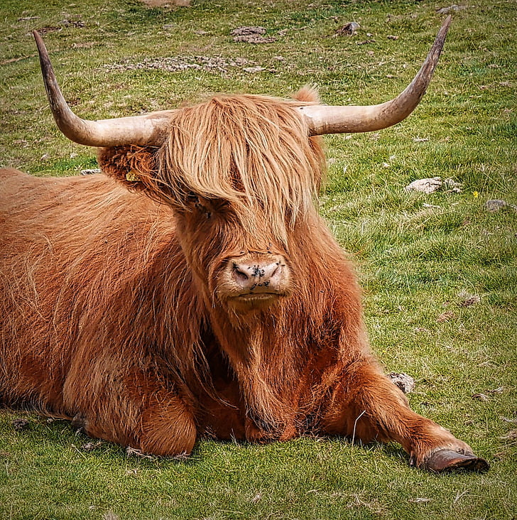 hairy, cattle, nature, cow, animal, grass, mammal