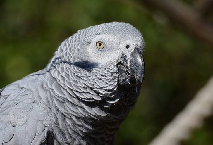 pappagallo di grey africano, pappagallo, uccello, piumaggio, grigio, Psittacus erithacus, piuma