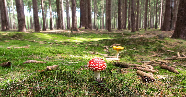 fly agaric, mushroom, forest, forestry, forest floor, moss, bemoost