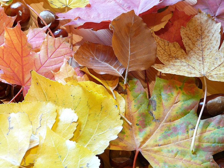 dedaunan jatuh, daun musim gugur, warna-warni, Maple, Beech, Linde, chestnut
