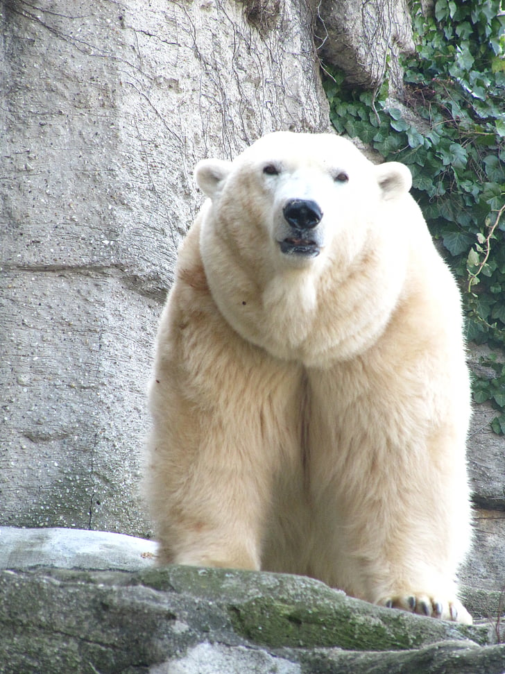 beruang kutub, beruang, dunia hewan, Manis, beruang, kebun binatang, sisanya