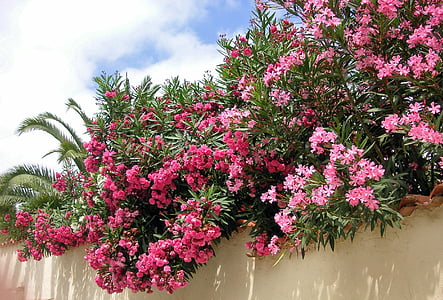 oleander, pink, flowers, blossom, bloom, mediterranean, plant