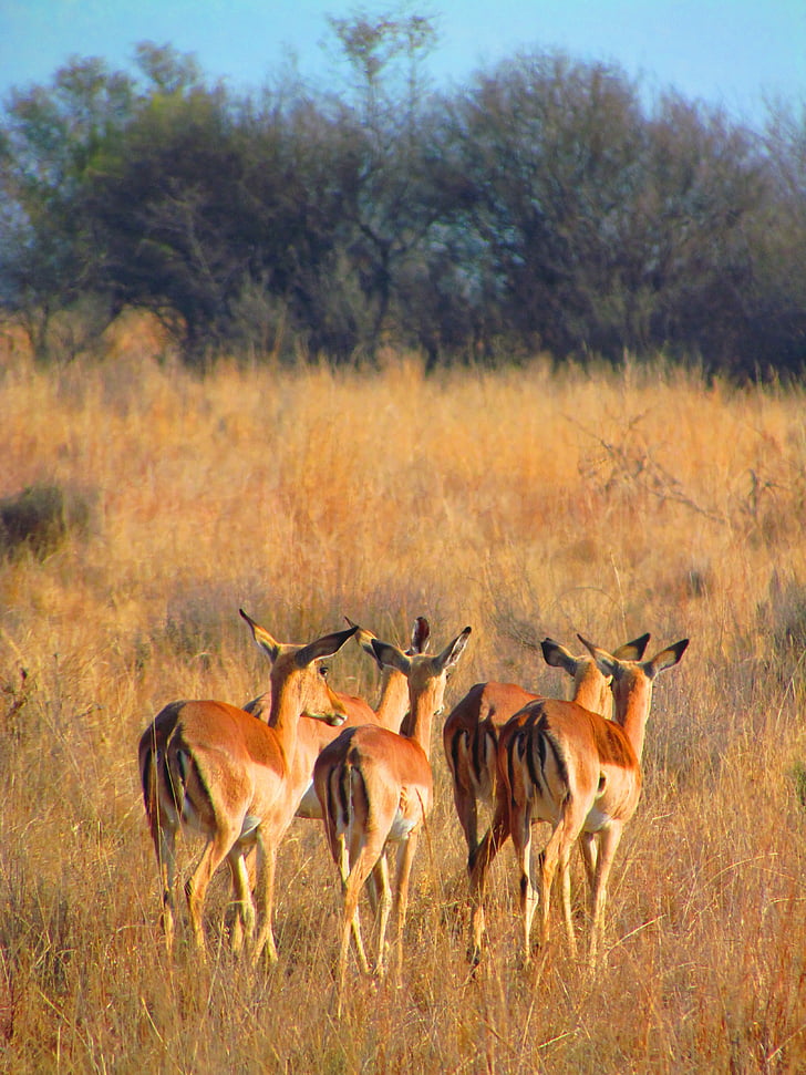 impala, walk away, africa, mammal, nature, wild, wildlife
