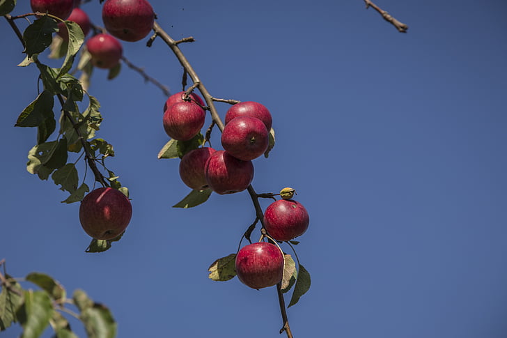 Apple, merah, musim gugur, buah, alam, buah-buahan, panen
