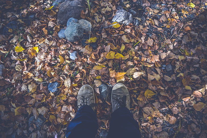 rudens, rudens lapas, sausu lapu, kritums, kājām, meža, zemes