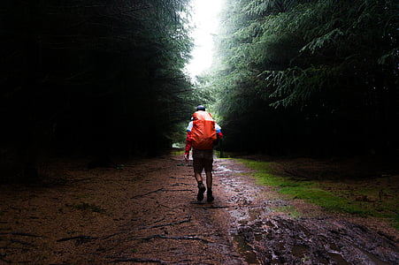 homens, caminhando, árvores, grama, chuva, molhado, estrada
