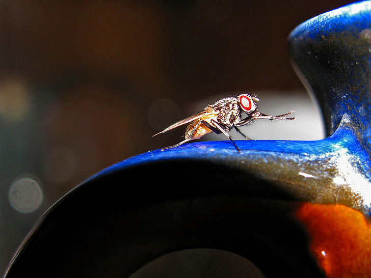 Fly, hmyz, zvíře, zvířata, detail, makro