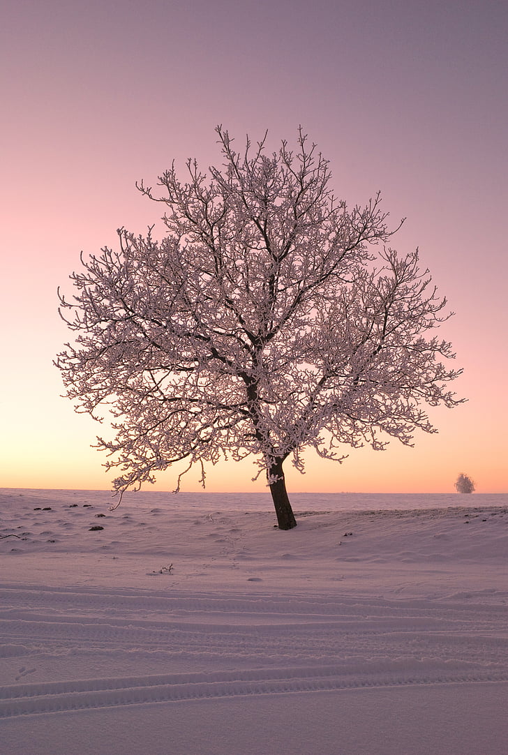 arbre, neige, nature, hiver, froide, paysage d’hiver, coucher de soleil