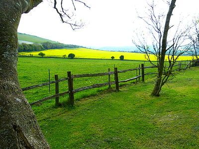 campo, prato, colza, verde, paesaggio, Inghilterra