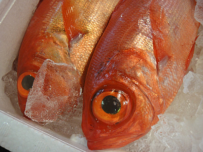 fisk, marknaden, Japan, Tokyo, Tsukiji, turist, attraktion