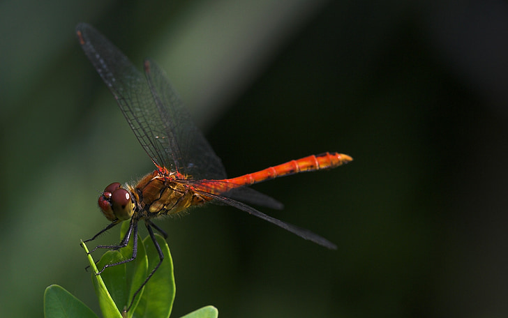 dragonfly, macro, red, insect, close, wing, leaf
