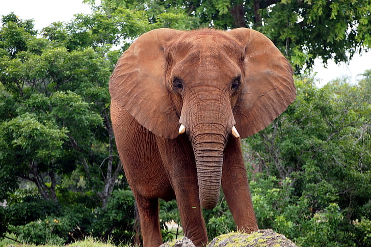 gajah Afrika bush, Gajah, hewan, pachyderm, Belalai, hewan potret, coklat