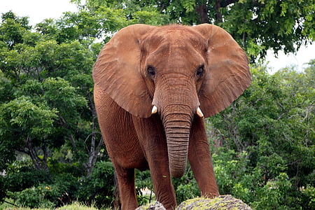 非洲布什大象, 大象, 动物, 厚皮类动物, 长鼻, 动物的画像, 棕色