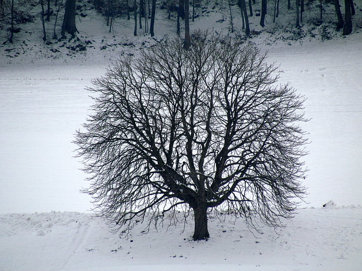 tree, winter, snow