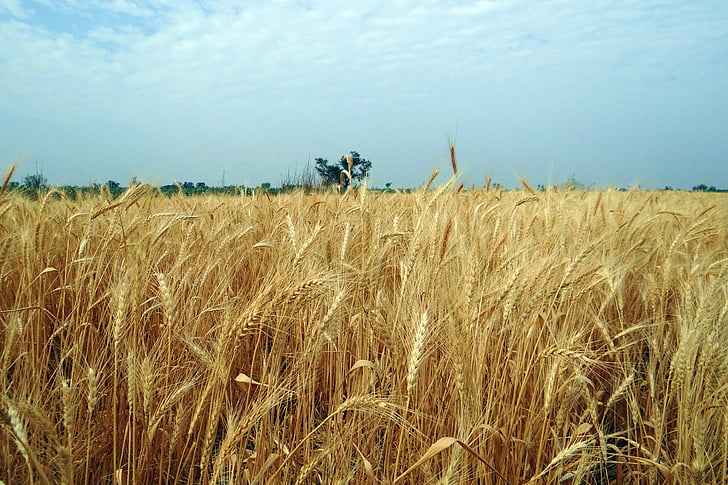 Пшениця, кадрування, стиглі, жнива, поле, Зернові, Карнатака