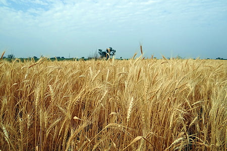 gandum, tanaman, matang, panen, bidang, sereal, Karnataka