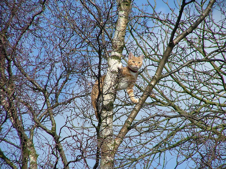 Ingvers, kaķis, iestrēdzis, koks, Aldridge, West midlands