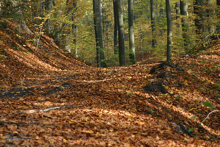 Les, listoví, strom, podzim, Příroda, parku, října