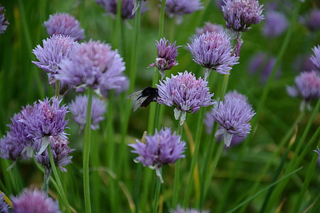 chives, chives blossom, food, hummel, insect, herbs, plant