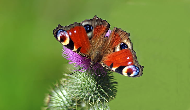 insekt, natur, Live, Butterfly - insekt, dyr, animalske wing, skønhed i naturen