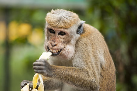 živali, opica, banana, srčkano, jedo, eksotične, izraz