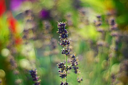 lavender, flowers, plants, garden, spring, nature, outdoors
