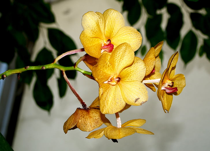 orquídia, flor, flors, groc