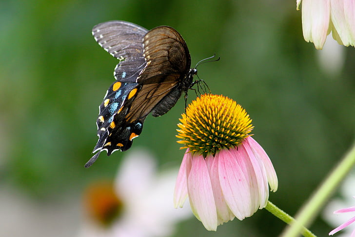 mariposa, polilla de la, naturaleza, ala, colorido, verano, polinización